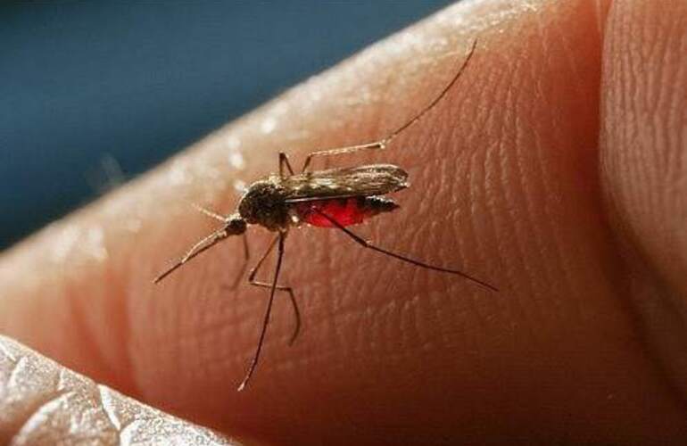 Imagen de Una pregunta que seguro te hiciste: ¿Por qué los mosquitos pican más a algunas personas que a otras?