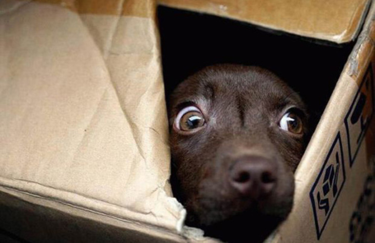 Imagen de En v&iacute;speras de las fiestas: &iquest;C&oacute;mo cuidar tus mascotas de la pirotecnia?