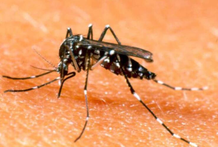 El Ministerio de Salud recordó los métodos de prevención para combatir el dengue. El Ministerio de Salud recordó los métodos de prevención para combatir el dengue.