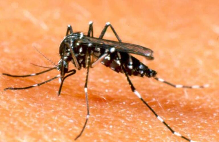 El Ministerio de Salud recordó los métodos de prevención para combatir el dengue.
