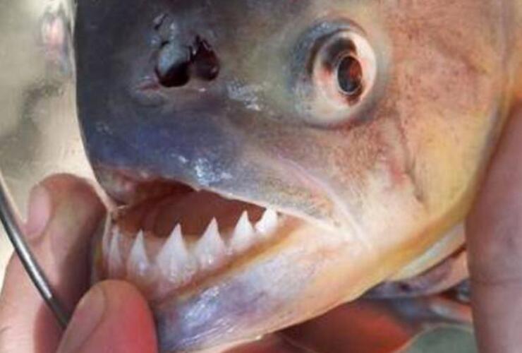 Imagen de Palometas volvieron a atacar: ahora lastimaron a un nene de 10 años Imagen de Palometas volvieron a atacar: ahora lastimaron a un nene de 10 años