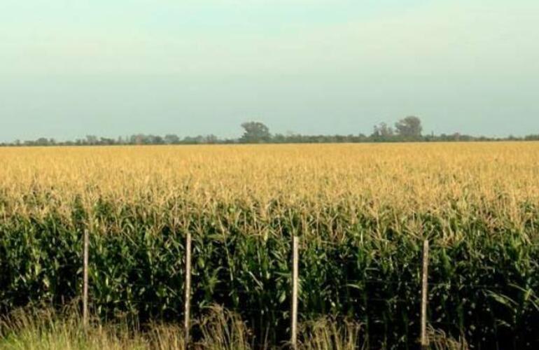 Existe preocupación de los productores del area centro-norte de Santa Fe por el calor y la falta de lluvia.