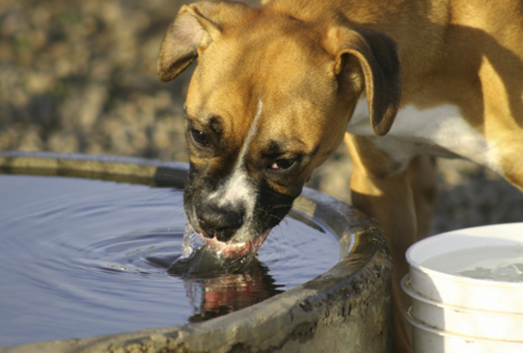 Imagen de Las mascotas también pueden sufrir golpes de calor