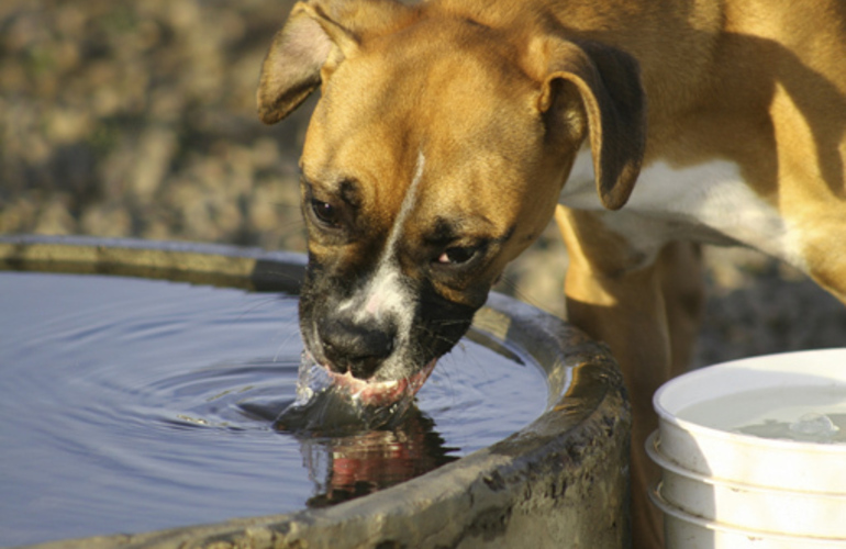 Imagen de Las mascotas también pueden sufrir golpes de calor