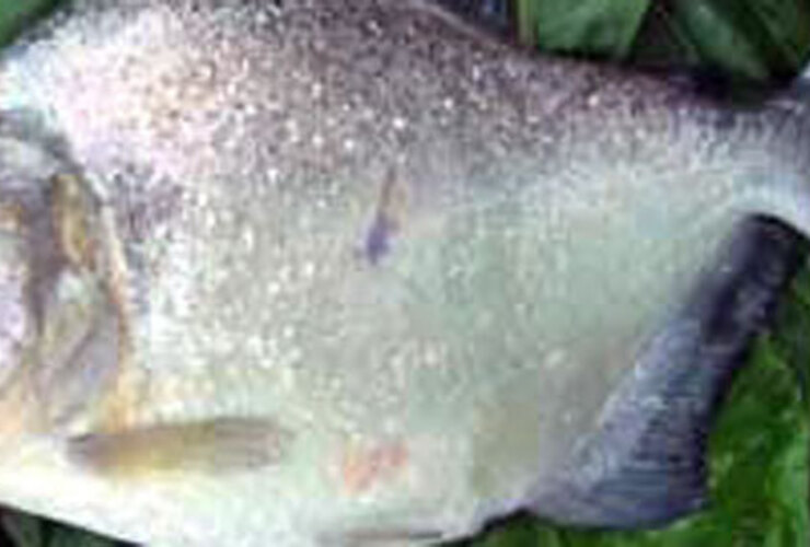 Las palometas atacaron a los ba&ntilde;istas ocasion&aacute;ndoles mordeduras en pies y manos.