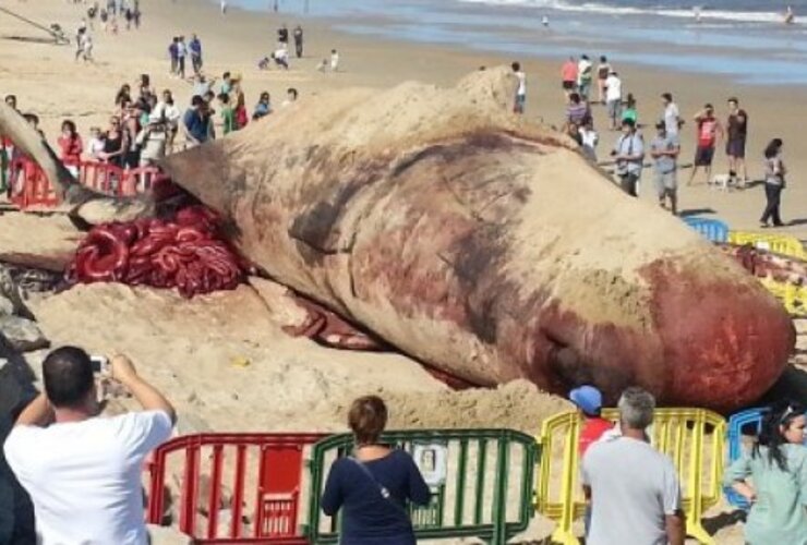 Imagen de Impresionante operativo para remover a la ballena encontrada en Uruguay