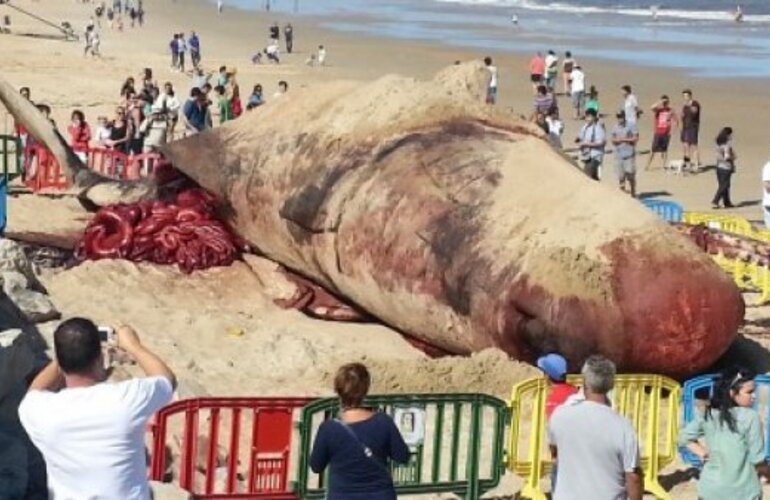 Imagen de Impresionante operativo para remover a la ballena encontrada en Uruguay