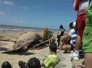 Imagen de Impresionante operativo para remover a la ballena encontrada en Uruguay