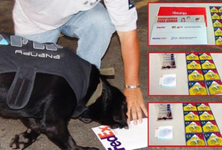 Imagen de Perro de AFIP detectó 1200 dosis de ácido lisérgico en una encomienda que iba a Estados Unidos