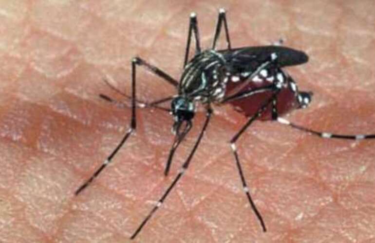 Imagen de Se registró el primer caso de dengue en Rosario en lo que va del año