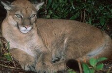 Imagen de Supuesto puma suelto genera alarma en Luján