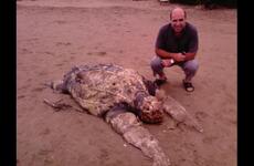Imagen de Enorme hallazgo: Encuentran tortuga gigante muerta en la playa