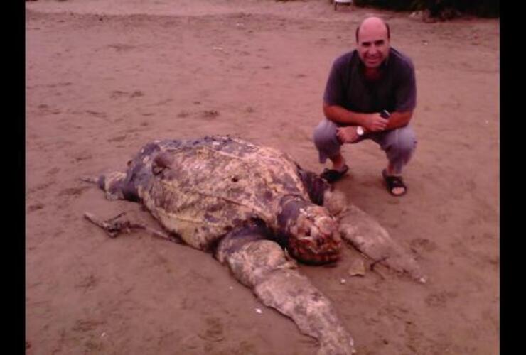 Imagen de Enorme hallazgo: Encuentran tortuga gigante muerta en la playa