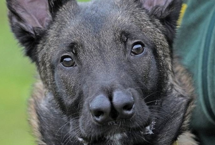 Rechazado. El perro estuvo en cuatro casas, pero lo devolvieron. Foto: Diario Daily Mail