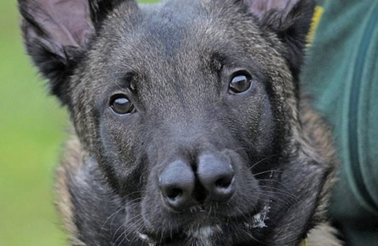 Rechazado. El perro estuvo en cuatro casas, pero lo devolvieron. Foto: Diario Daily Mail