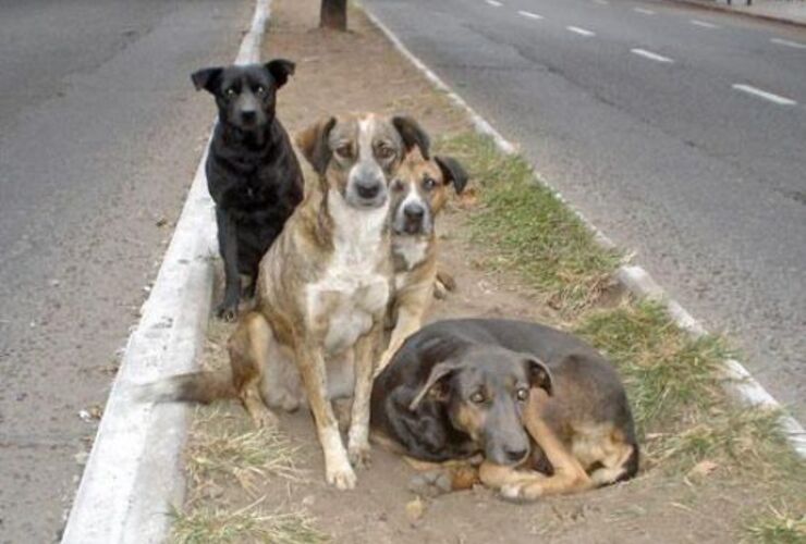 Imagen de Coreano detenido: mataba perros callejeros y vendía la carne en un súper