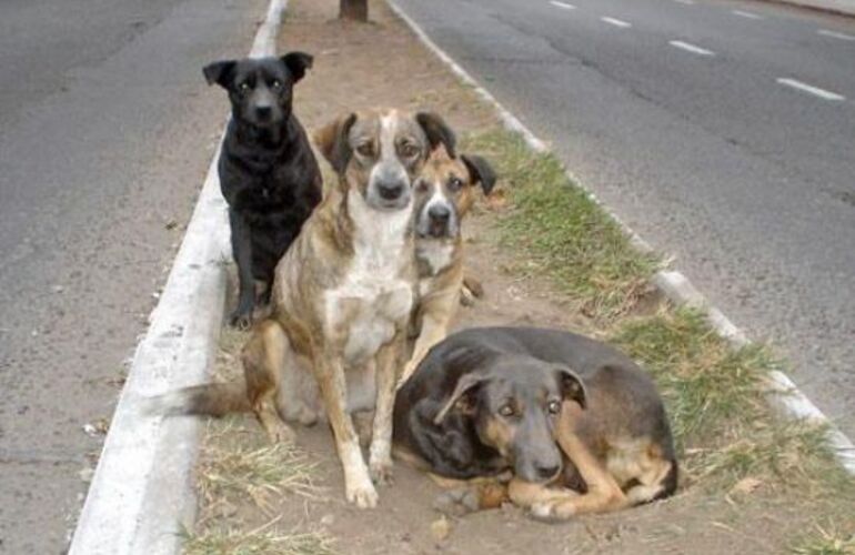 Imagen de Coreano detenido: mataba perros callejeros y vendía la carne en un súper