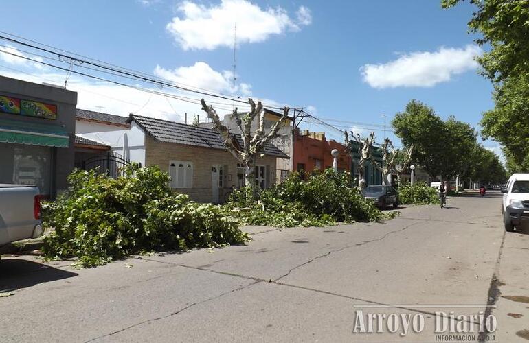 Escamonda por calle San Mart&iacute;n