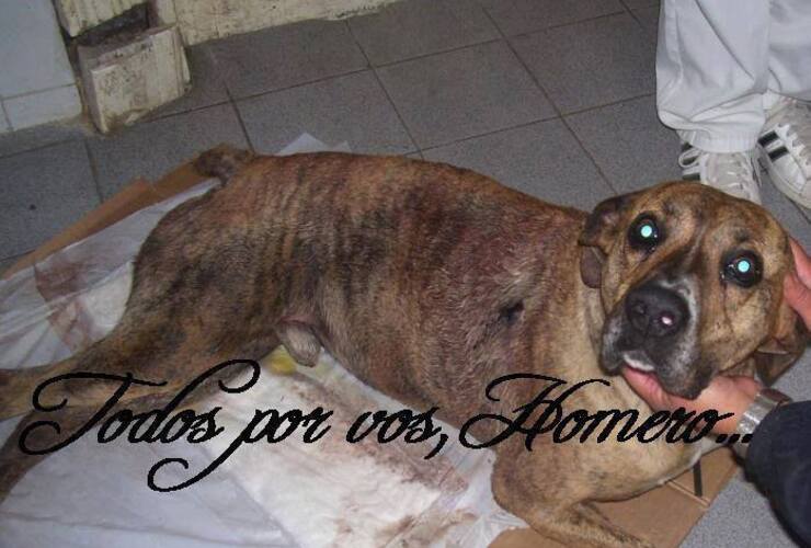 Imagen de Primera sentencia condenatoria por "actos de maltrato animal"