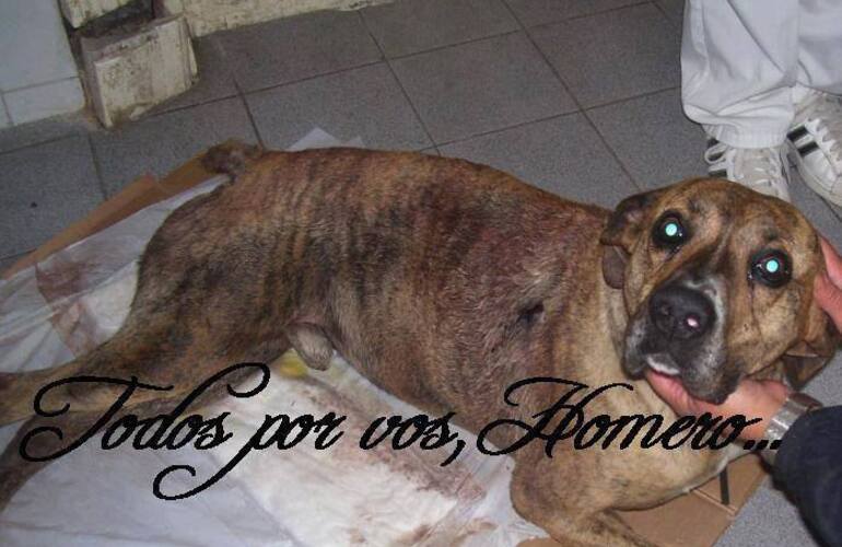 Imagen de Primera sentencia condenatoria por "actos de maltrato animal"