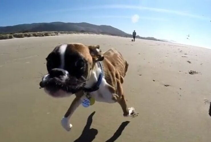 Imagen de Un perro de dos patas conquista la web con sus progresos a grandes pasos