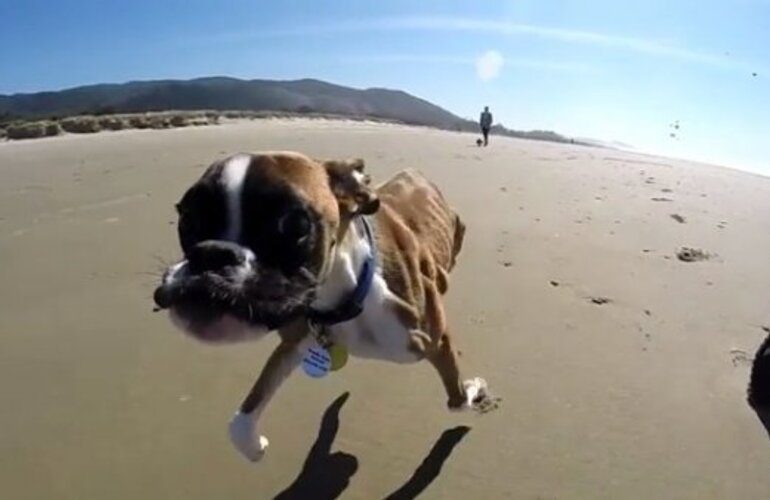 Imagen de Un perro de dos patas conquista la web con sus progresos a grandes pasos