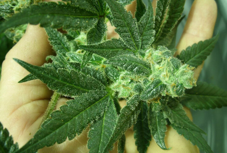 Imagen de Allanaron una casa y dieron con una plantación de marihuana