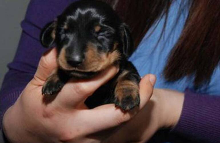 El primer perro británico clonado nació el mes pasado tras llevarse a cabo un procedimiento cuyo costo asciende a 60 mil libras El primer perro británico clonado nació el mes pasado tras llevarse a cabo un procedimiento cuyo costo asciende a 60 mil libras