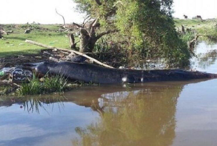 Imagen de Hallan muerta a una ballena en la costa del Río de la Plata a la altura de Berazategui