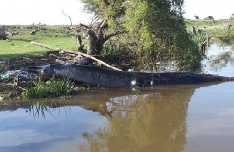 Imagen de Hallan muerta a una ballena en la costa del R&iacute;o de la Plata a la altura de Berazategui