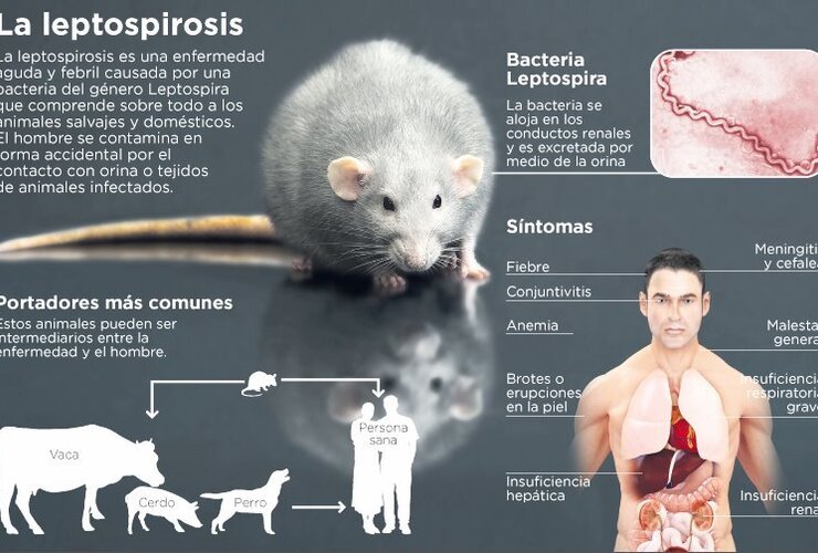 Imagen de Tres casos sospechosos graves de leptospirosis en Santa Fe