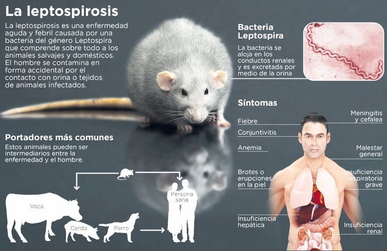 Imagen de Tres casos sospechosos graves de leptospirosis en Santa Fe