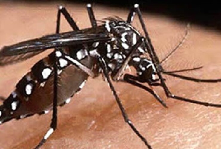 Imagen de Mosquito, el más peligroso del mundo