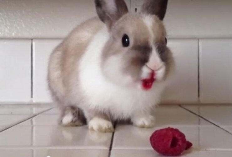 Imagen de Lo más visto: ¿Por qué este conejo tiene la boca pintada de rojo?