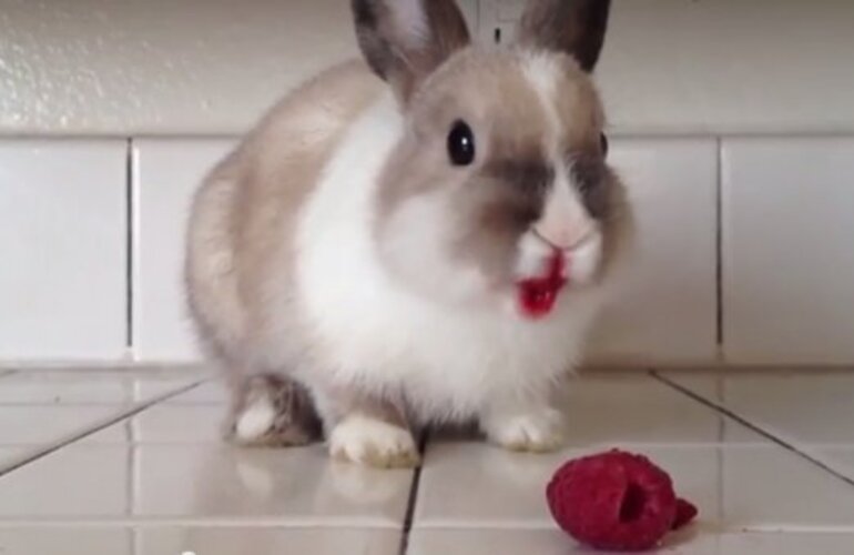 Imagen de Lo más visto: ¿Por qué este conejo tiene la boca pintada de rojo?