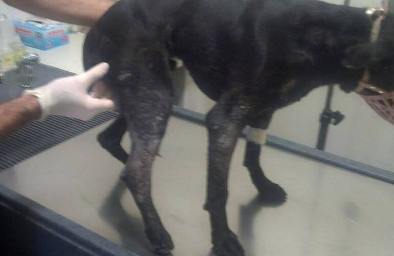 Imagen de Feroz ataque pitbull en General Lagos