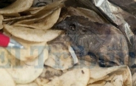 La rata muerta encontrada en el paquete de papas. Eltribuno.info