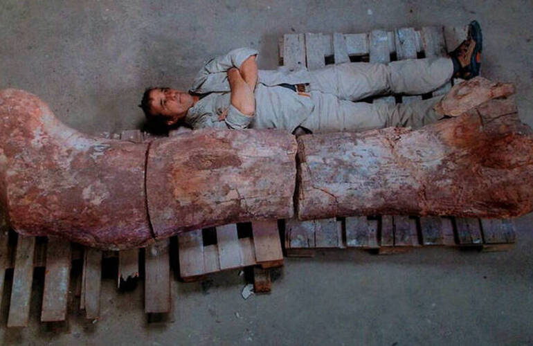 Hallaron en un campo de Chubut al dinosaurio m&aacute;s grande del mundo, a 260 kil&oacute;metros de Trelew. Pesaba el equivalente a 14 elefantes africanos: unas 100 toneladas. Daniel Feldman. Clar&iacute;n