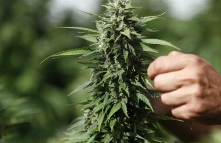 Imagen de Legalizar la marihuana medicinal en EEUU no caus&oacute; m&aacute;s consumo de otras drogas