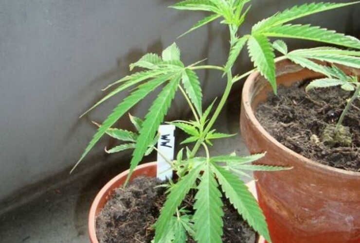 Imagen de Denunció a su propio hijo por plantar marihuana en el patio