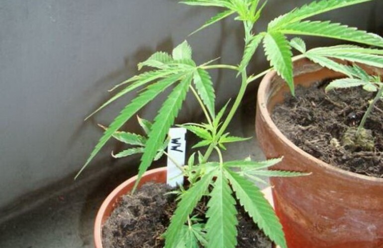 Imagen de Denunció a su propio hijo por plantar marihuana en el patio