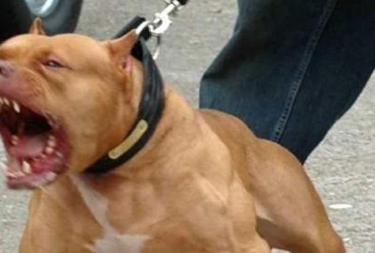 Imagen de Otro caso: Dos pitbull atacaron a un chico de 14 años