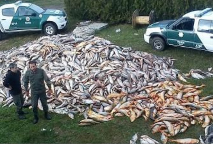 Imagen de Decomisaron casi 15 toneladas de pescado en Villa Constitución