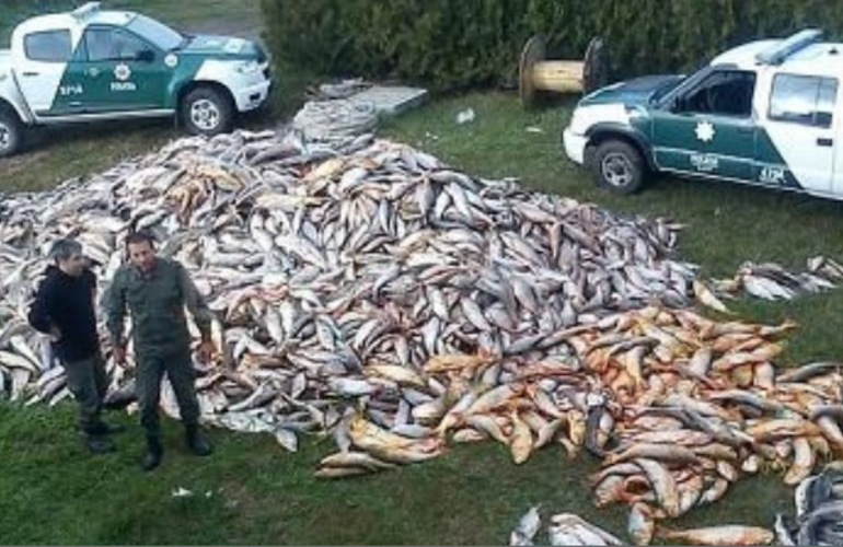 Imagen de Decomisaron casi 15 toneladas de pescado en Villa Constitución