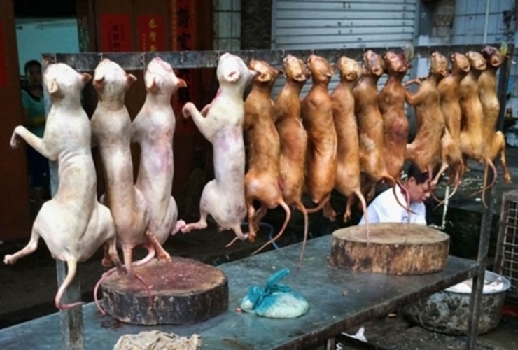 Imagen de Insólito: China celebra con un banquete de perros la llegada del verano