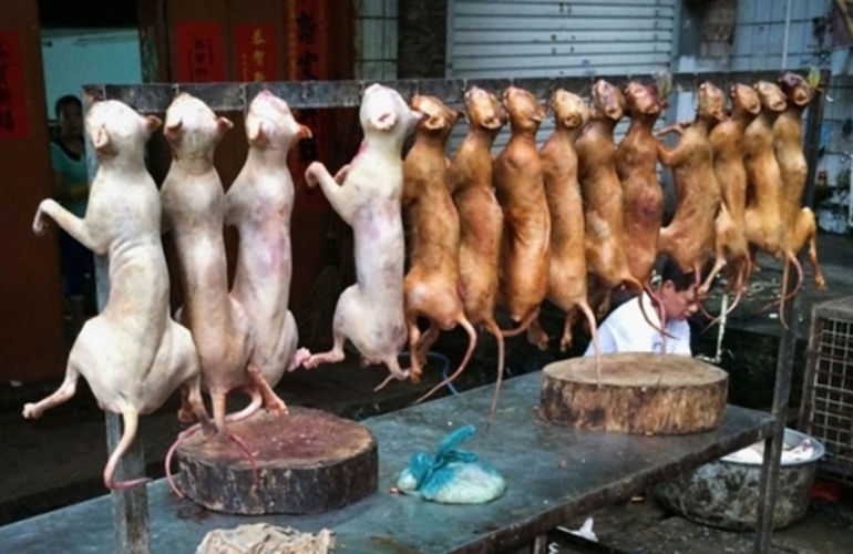 Imagen de Ins&oacute;lito: China celebra con un banquete de perros la llegada del verano