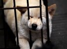 Imagen de Insólito: China celebra con un banquete de perros la llegada del verano