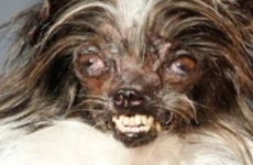 Imagen de Eligen al perro más feo del mundo en un concurso anual de anti-belleza canina