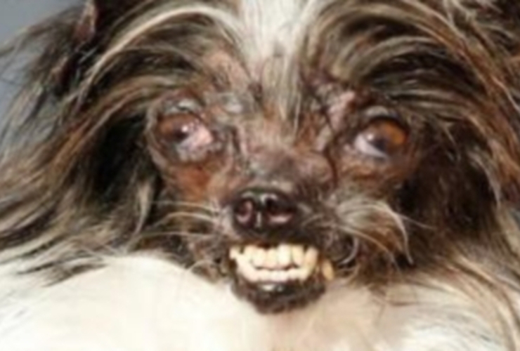 Imagen de Eligen al perro más feo del mundo en un concurso anual de anti-belleza canina