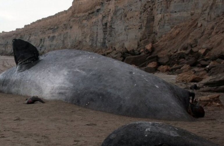 Imagen de Encuentran un cachalote de 16 metros en las playas de Viedma